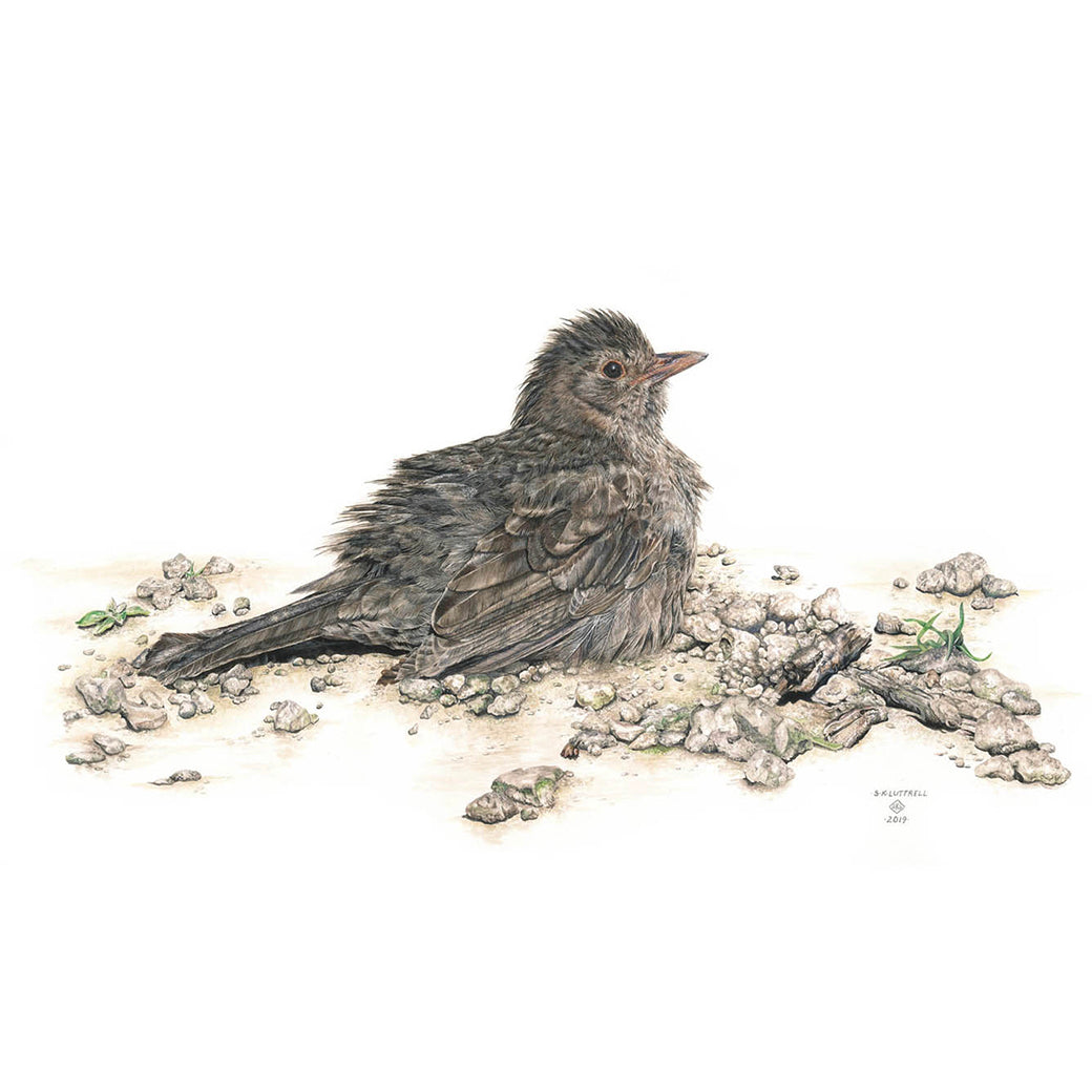 ‘Baby Blackbird’ by Sarah Luttrell | Limited Edition Print at Quirky Fox