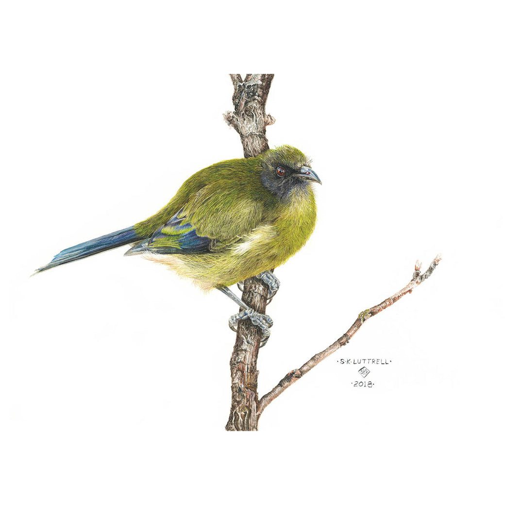 ‘Bellbird’ | Limited Edition Print by Sarah Luttrell at Quirky Fox