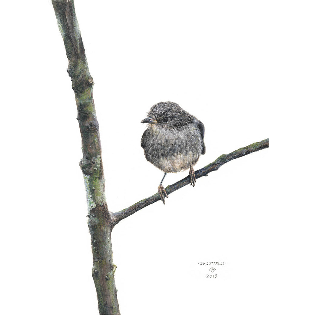 ‘North Island Robin’ | Limited Edition Print by Sarah Luttrell at Quirky Fox